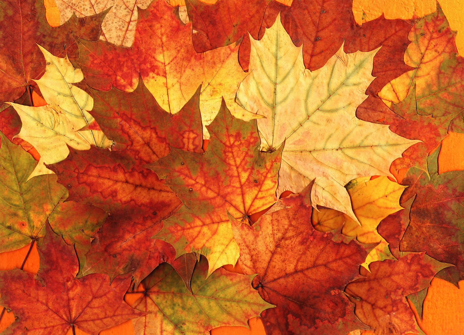 Dental Clinical Effectiveness Newsletter Autumn 2025